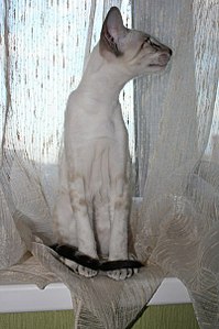 click for enlarge 402 X 604  51.1 Kb picture