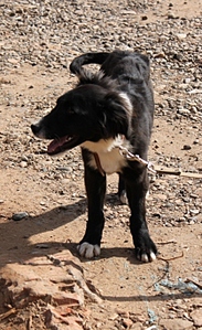 click for enlarge 417 X 683 220.7 Kb picture