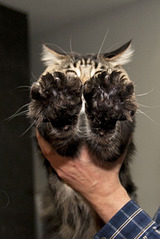 click for enlarge 543 X 814  83.2 Kb picture