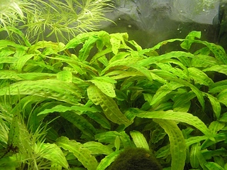click for enlarge 500 X 374 138.2 Kb picture