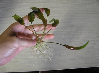 click for enlarge 500 X 374 100.9 Kb picture