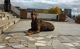 click for enlarge 640 X 394  62.7 Kb picture