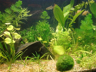 click for enlarge 1920 X 1440 993.4 Kb picture
