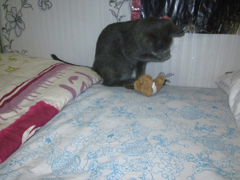 click for enlarge 1920 X 1440 539.7 Kb picture