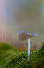 click for enlarge 658 X 1024 68.2 Kb picture