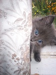 click for enlarge 1920 X 2560 765.0 Kb picture