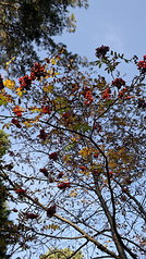 click for enlarge 1920 X 3416 1008.8 Kb picture