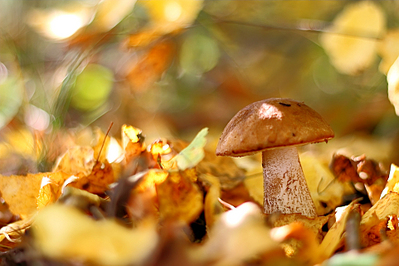 click for enlarge 962 X 641 320.3 Kb picture