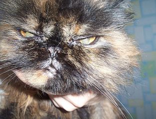 click for enlarge 1920 X 1470 690.8 Kb picture