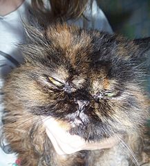 click for enlarge 1920 X 2123 947.6 Kb picture