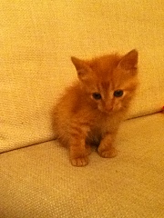 click for enlarge 720 X 960 276.4 Kb picture