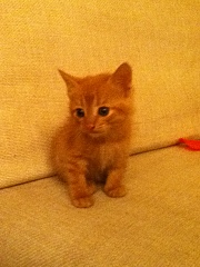 click for enlarge 720 X 960 278.8 Kb picture