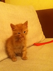 click for enlarge 720 X 960 243.6 Kb picture