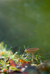 click for enlarge 615 X 900 167.6 Kb picture