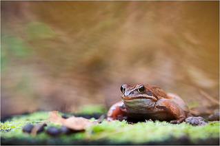 click for enlarge 1002 X 666 163.9 Kb picture