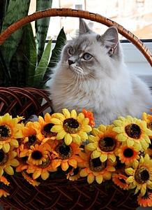 click for enlarge 1920 X 2640 312.3 Kb picture