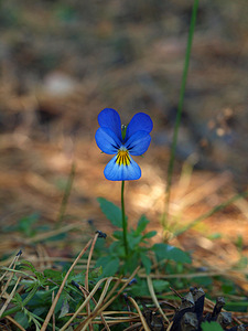 click for enlarge 768 X 1024 158.1 Kb picture