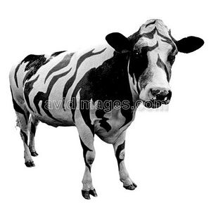 click for enlarge 500 X 500 31.0 Kb picture