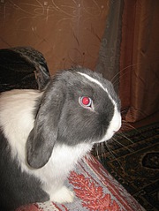 click for enlarge 453 X 604  79.9 Kb picture