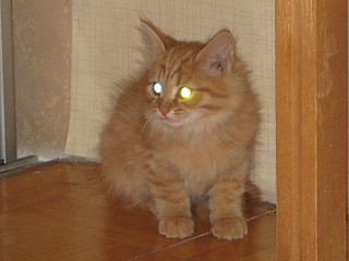 click for enlarge 1600 X 1200 569.2 Kb picture