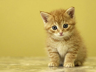 click for enlarge 700 X 525  38.5 Kb picture