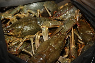 click for enlarge 1732 X 1155 559.3 Kb picture