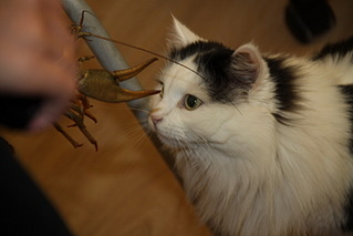 click for enlarge 1732 X 1155 343.1 Kb picture