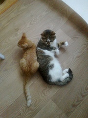 click for enlarge 1920 X 2560 241.2 Kb picture