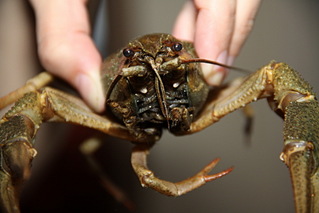 click for enlarge 1732 X 1155 385.9 Kb picture