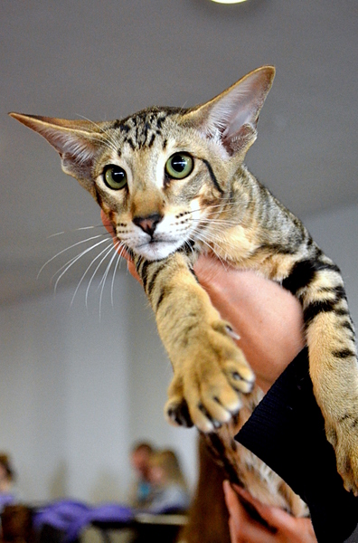 click for enlarge 1920 X 2909 350.8 Kb picture