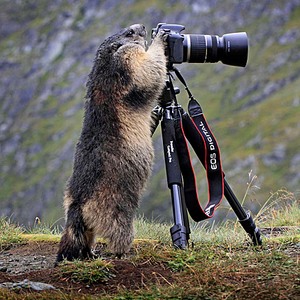 click for enlarge 858 X 858 137.7 Kb picture