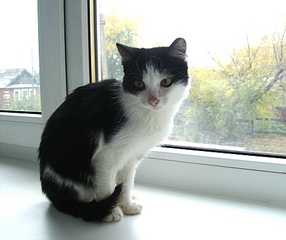 click for enlarge 1920 X 1607 729.3 Kb picture