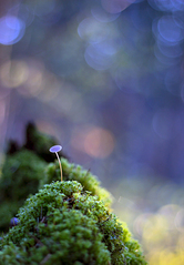 click for enlarge 641 X 923 295.1 Kb picture