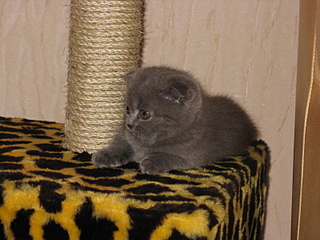 click for enlarge 1600 X 1200 182.4 Kb picture