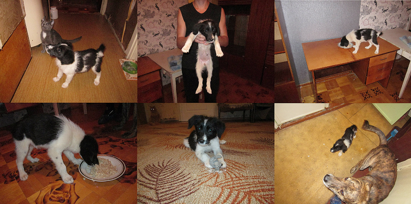 click for enlarge 1532 X 761   2.7 Mb picture