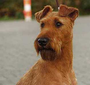 click for enlarge 400 X 380  11.7 Kb picture