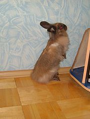 click for enlarge 900 X 1187 139.8 Kb picture