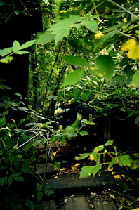 click for enlarge 662 X 1000 664.7 Kb picture