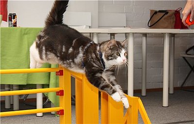 click for enlarge 500 X 321 31.7 Kb picture