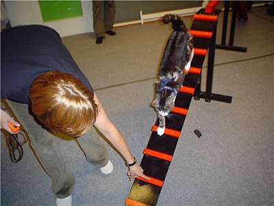 click for enlarge 500 X 375 37.1 Kb picture