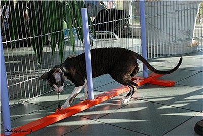 click for enlarge 500 X 335  45.6 Kb picture