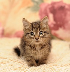 click for enlarge 993 X 1024 119.6 Kb picture