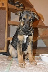 click for enlarge 662 X 1000 104.9 Kb picture