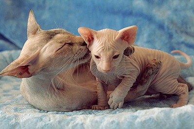 click for enlarge 1920 X 1280 565.8 Kb picture