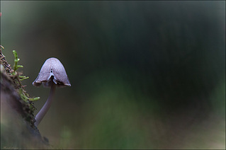 click for enlarge 1002 X 666 128.8 Kb picture