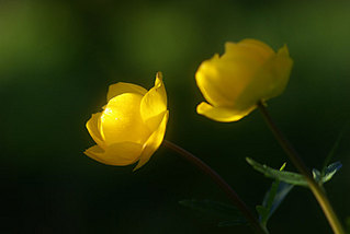 click for enlarge 800 X 536  27.6 Kb picture