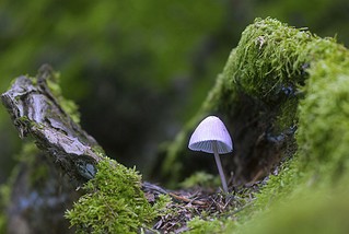 click for enlarge 1000 X 669 112.3 Kb picture