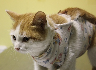 click for enlarge 800 X 584 163.5 Kb picture