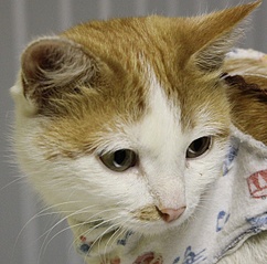 click for enlarge 607 X 600 139.4 Kb picture