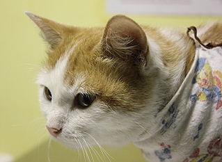 click for enlarge 800 X 584 179.8 Kb picture